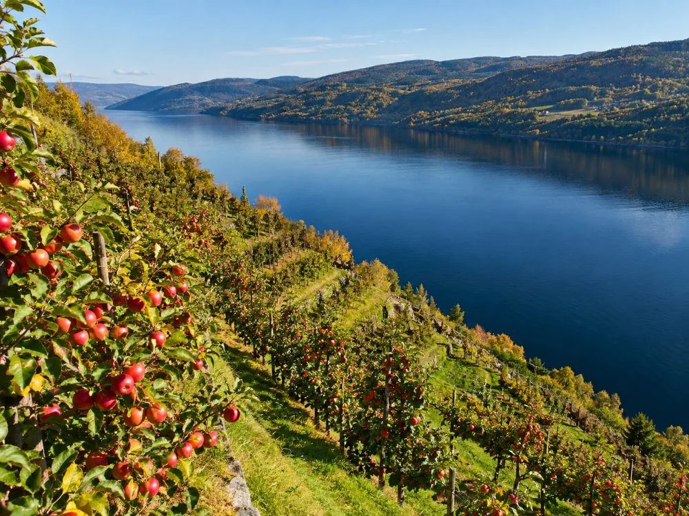 Apfelbäume an einem steilen terrassierten Obstgartenhang in Hardanger, wobei die Reihen roter Früchte senkrecht bis zum Fjordwasser hinabfallen und auf der anderen Seite niedrige bewaldete Grate zu sehen sind.